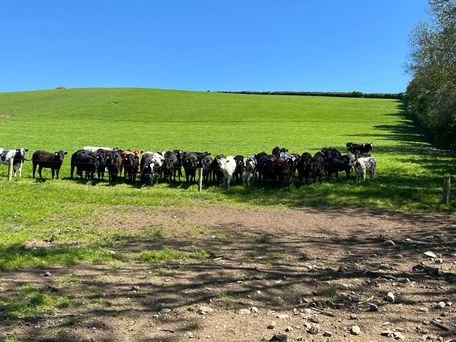 Herd of young cattle lined up along fence in green field under blue sky