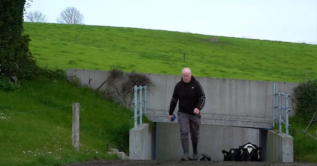 Checking on young calves by the cattle underpass