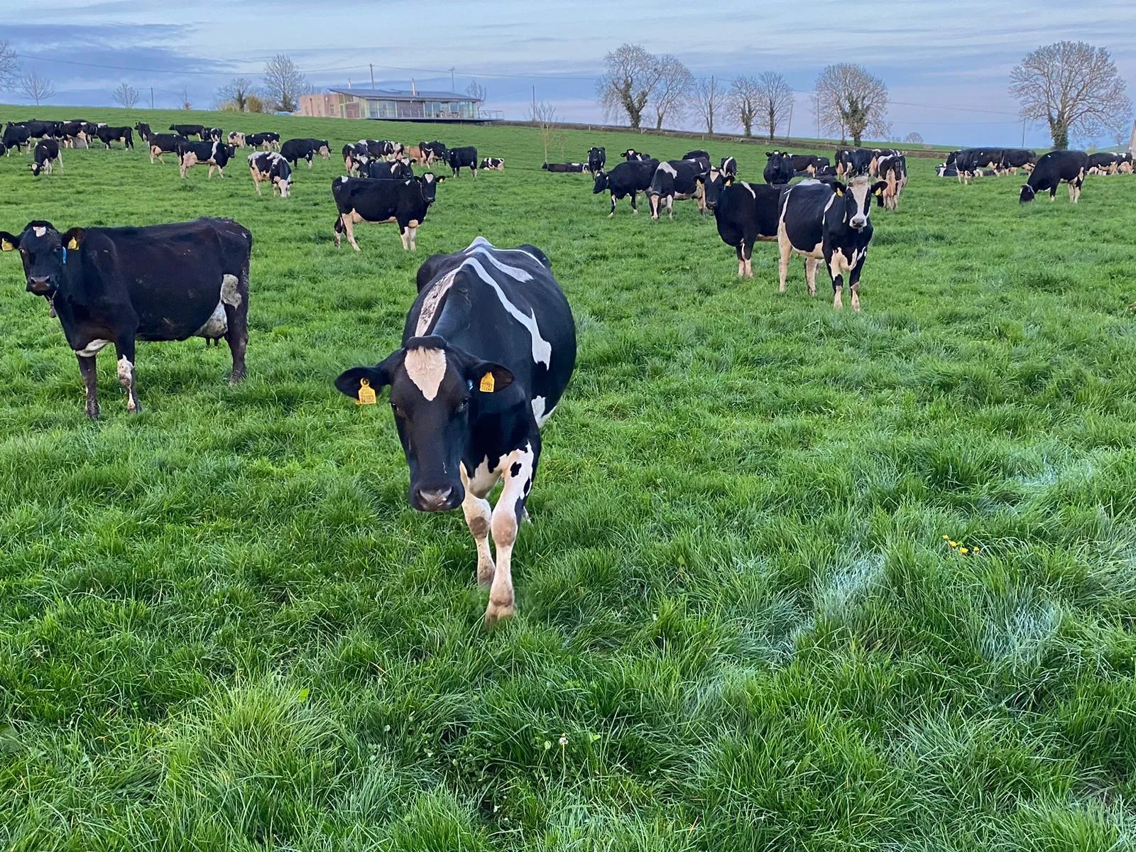 Checking on young calves by the cattle underpass
