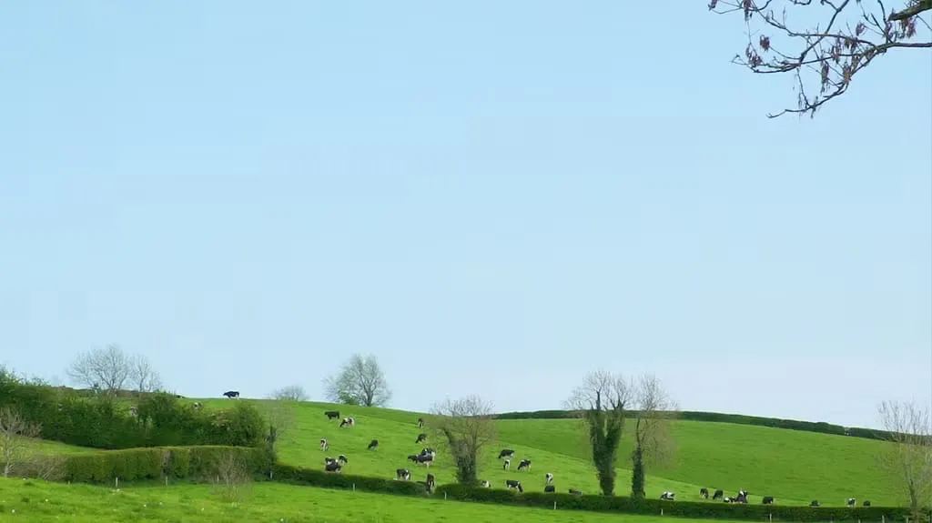 The herd spread across hillside pasture at Tully, hedgerows in the foreground